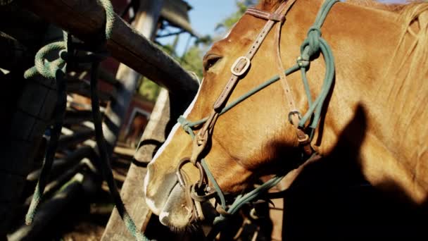 Лошадь, загнанная в угол на ранчо чувак — стоковое видео
