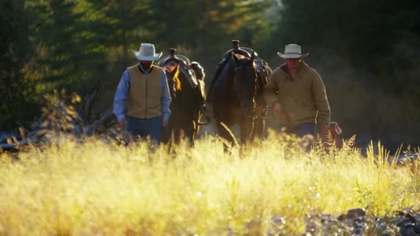 Vaqueros con caballos en el bosque — Vídeos de Stock