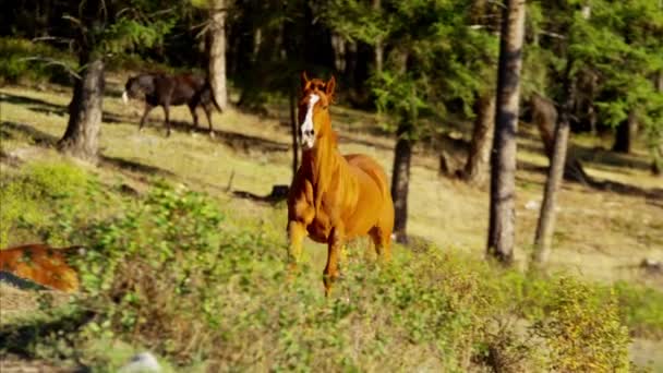 Бег лошадей в облаве — стоковое видео
