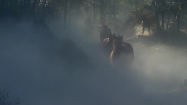 Лошади, бегающие с ковбоями — стоковое видео