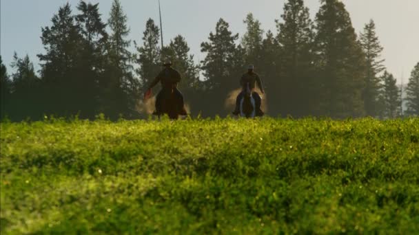 Cowboy Riders galopando na área selvagem da floresta — Vídeo de Stock