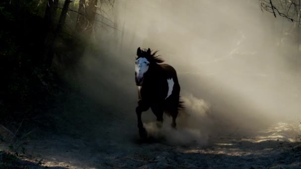 Caballos galopando con Cowboy Riders — Vídeos de Stock