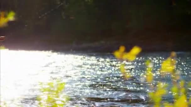 Weibliche Wurfanlage im Süßwasserfluss — Stockvideo