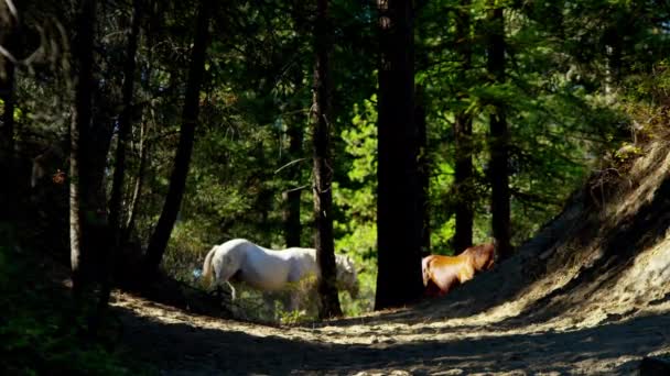 Cavalli al galoppo a Roundup — Video Stock
