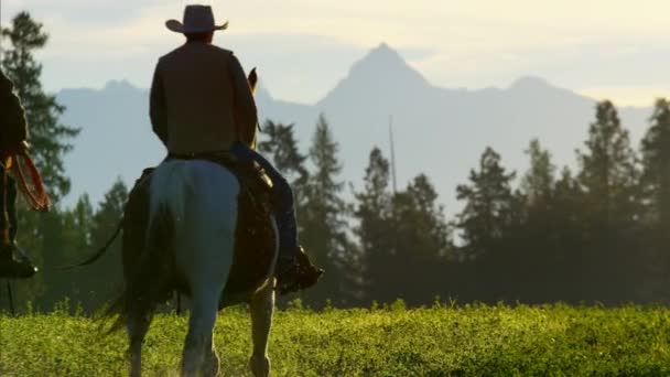 Cowboy lovasok rendszerű erdőben — Stock videók