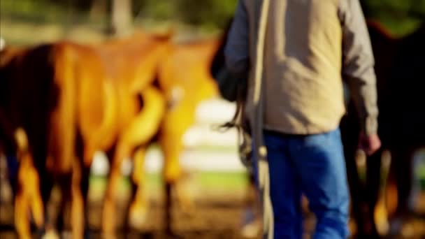 Ковбои с лошадьми на ранчо чувак — стоковое видео