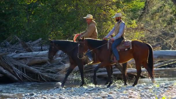 Cowboys Cavalcare i cavalli nel fiume — Video Stock