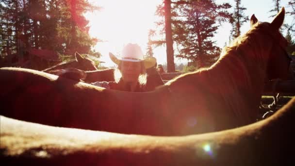 Naisten grooming hevonen Dude Ranch Wild West matkustaa — kuvapankkivideo