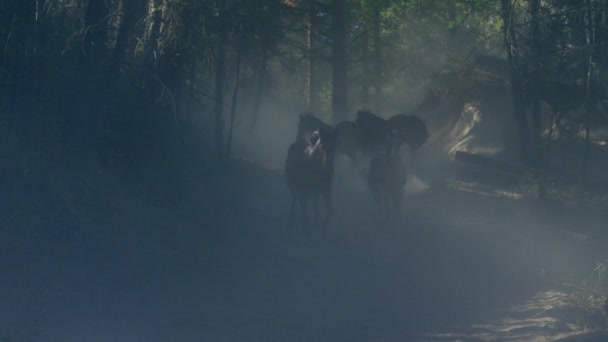 Лошади скачут с всадниками-ковбоями — стоковое видео