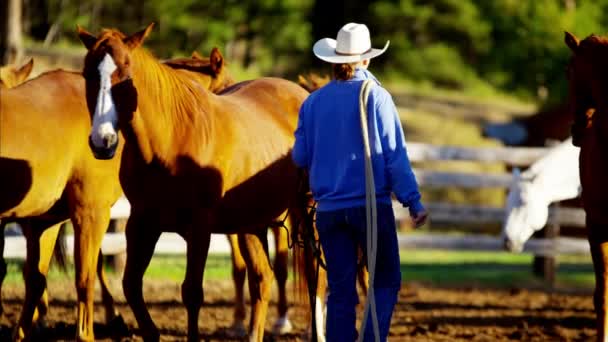 Vaquera cuidando caballos — Vídeos de Stock