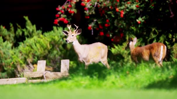 野鹿在牧场上 — 图库视频影像