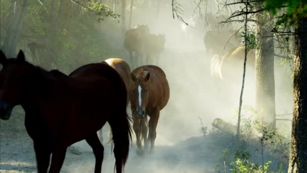 Horses galloping in Roundup — Stock Video