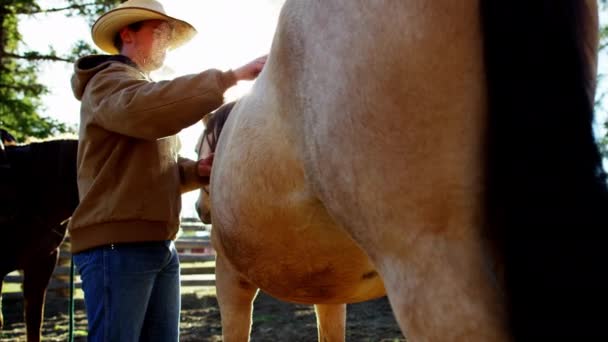 Cowboy grooming horse — Stock Video