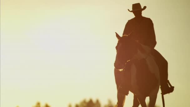 Cowboy Rider in het bos bij de zonsondergang — Stockvideo