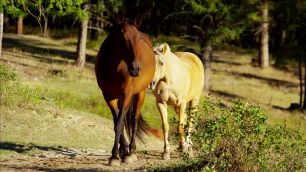 Dört nala koşan at nalı Wilderness içinde — Stok video