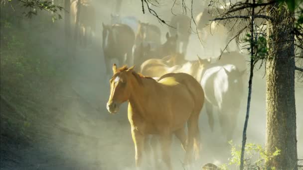 Cavalos correndo em Roundup — Vídeo de Stock