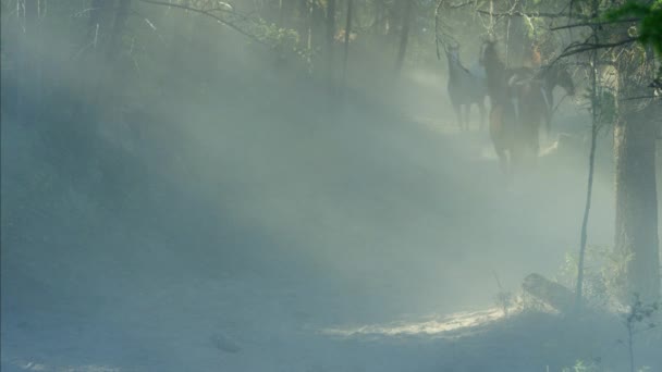 Caballos corriendo en Roundup — Vídeo de stock