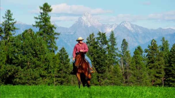 Cavalier masculin sur le cheval au parc national — Video