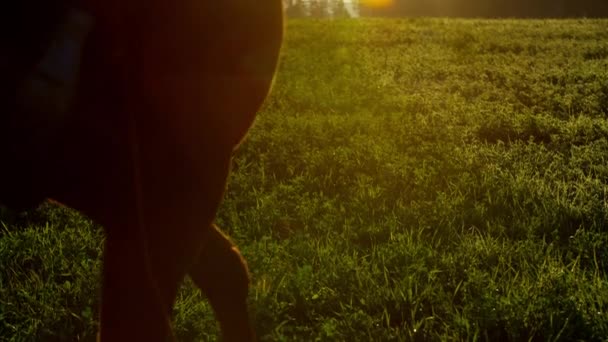 Cowboy Rider in sella — Video Stock