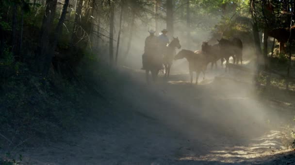 Лошади, бегающие с ковбоями — стоковое видео