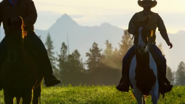 Cowboy lovasok rendszerű erdőben — Stock videók