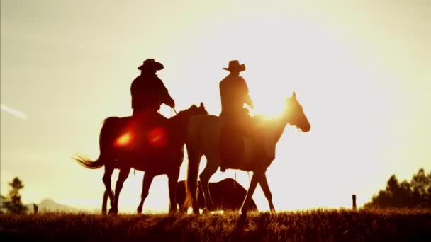 Cowboy cavaleiros montando cavalos na floresta — Vídeo de Stock