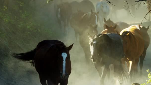 Лошади скачут в облаве — стоковое видео