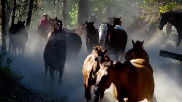 Коні з ковбойськими вершниками — стокове відео