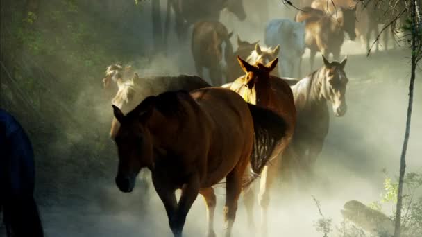 Caballos corriendo en Roundup — Vídeos de Stock