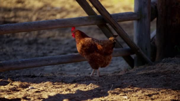 Курица на лошадином загоне — стоковое видео