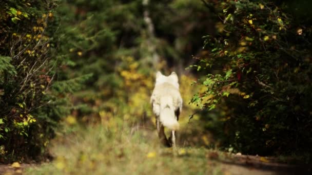 Caza de lobos en bosques — Vídeo de stock