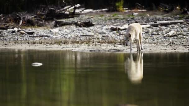 森林荒野川によってオオカミ — ストック動画