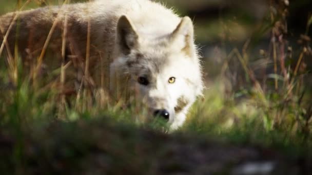 Noord-Amerikaanse wolf in bos — Stockvideo