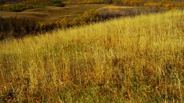 Herbstliche Landschaft aus Süßwasser-Feuchtgebieten — Stockvideo