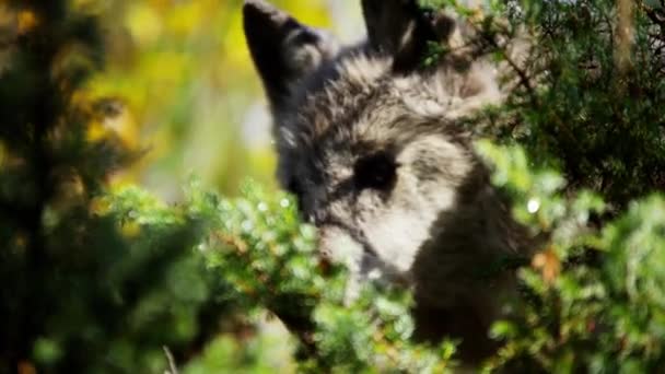North American wolf in woodland — Stock Video