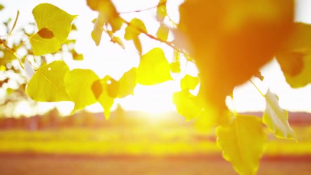 Посадка при солнечном свете, Национальный парк Вайоминг — стоковое видео