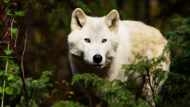 Волчий отход в поисках пищи — стоковое видео