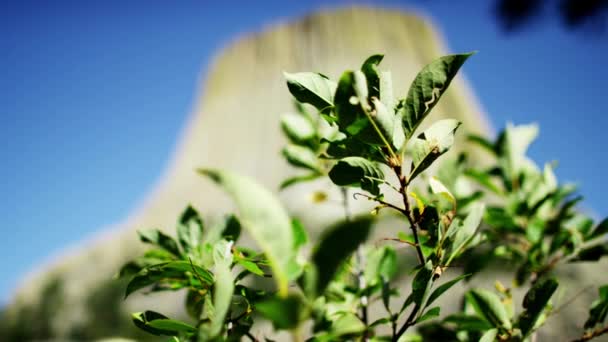 Green foliage near Devils Tower — Stock Video