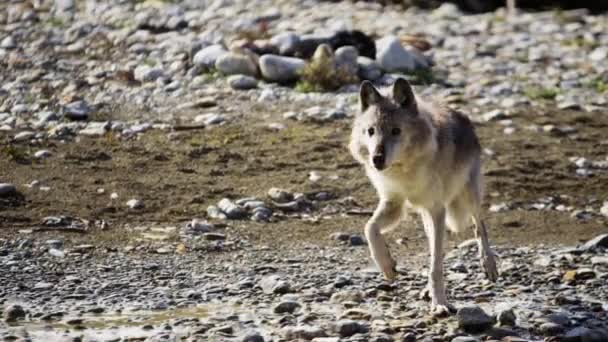 Grijze wolf buitenshuis door een rivier — Stockvideo