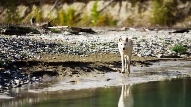 森林荒野川によってオオカミ — ストック動画