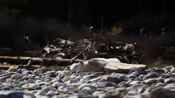 Wolf rollt auf ausgetrocknetem Flussbett — Stockvideo