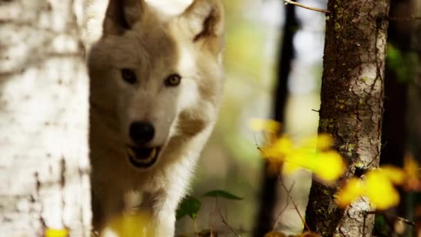 Lobo scavenging para alimentos — Vídeo de Stock