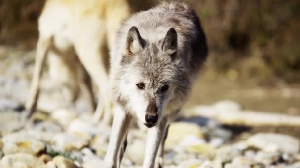 Lobos caçando na floresta — Vídeo de Stock