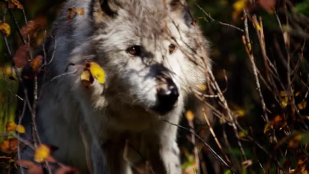 Волчья охота за едой — стоковое видео