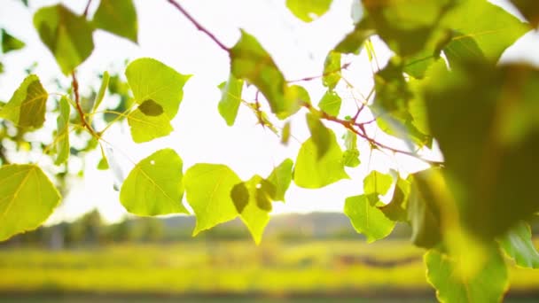 Plant life in the sunrise — Stock Video