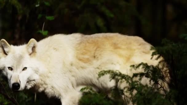 Caza de lobos en bosques — Vídeos de Stock