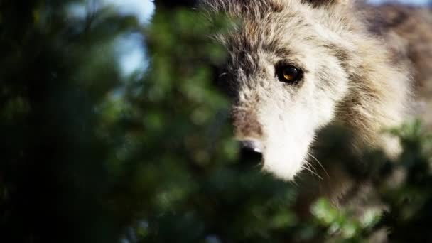 Wolf scavenging for food — Stock Video