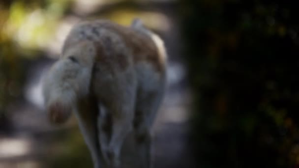 Caza de lobos en bosques — Vídeo de stock