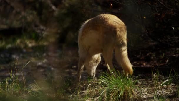 Wolf opruiming voor voedsel — Stockvideo