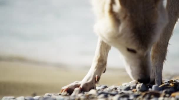 Caça ao lobo na floresta — Vídeo de Stock